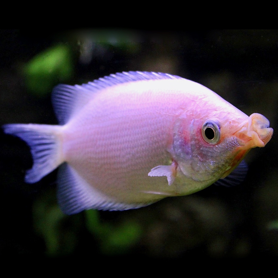 Helostoma temminckii    Zoenvis rose ML